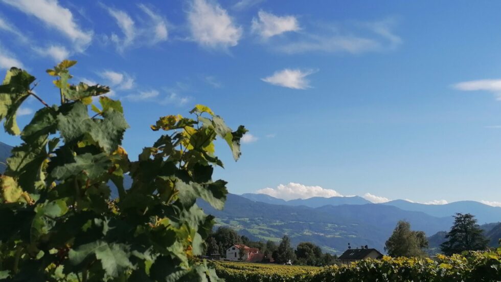 L’Italia del Vino / seconda parte “Dagli Appenini alle Alpi” dal 10 gennaio 2023, il martedì h 19,30