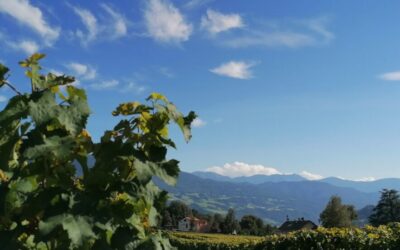 Dal Mare alle Colline – Incontri di avvicinamento al vino italiano dal 25 giugno 2024, il martedì h 19,30